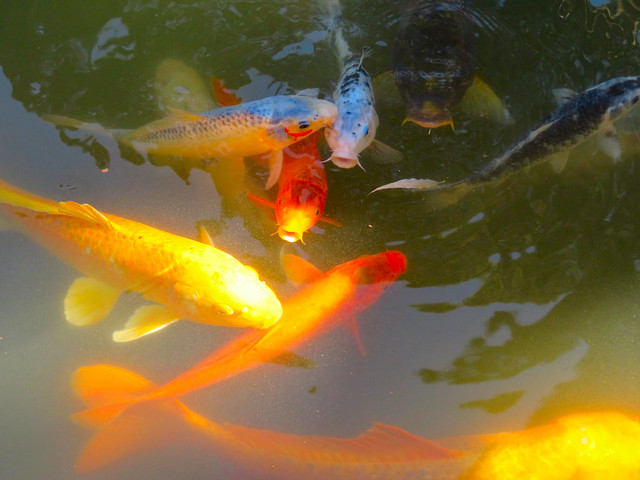 Golden Koi painting an impressionistic painting.