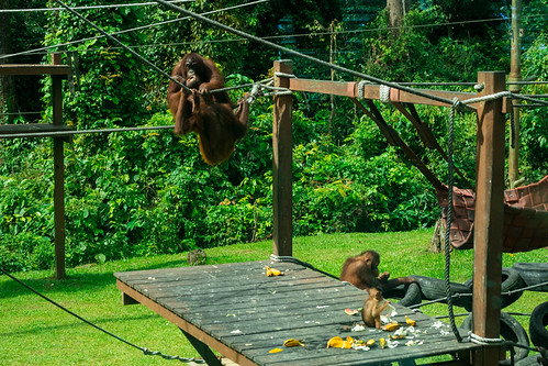 Sepilok Orangutan Rehabilitation Centre | by Phalinn Ooi