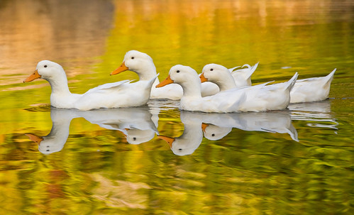 duck ducks nature water pond whiteducks outdoors quack floating riding inline tamronlens canon7dmarkii