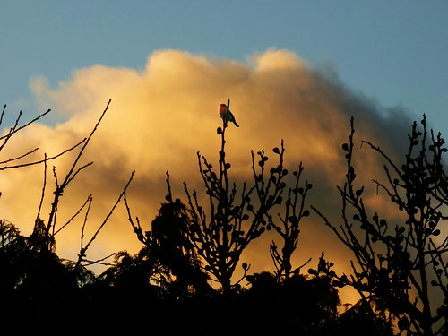 singingunderacloud robin bird singing territory announcing maidstonekentuk garden outdoors cloud
