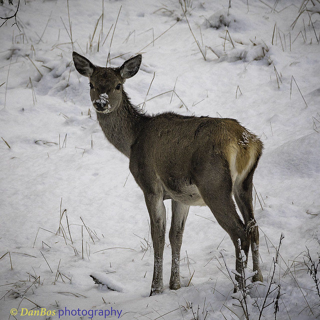 young deer on snow