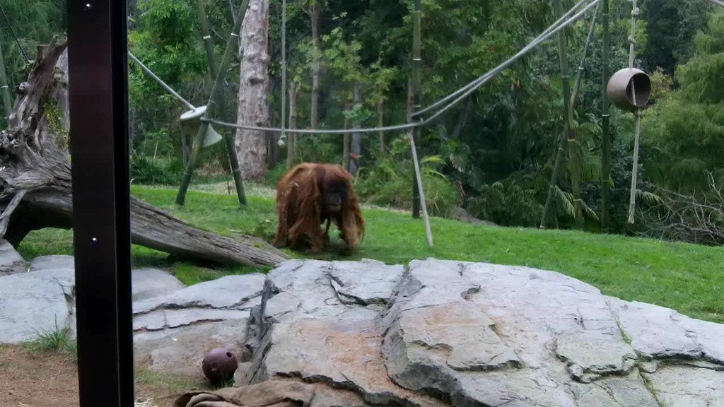 King of the Swingers: A Family of Orangutans at play in the San Diego Zoo