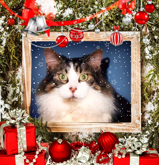 Mitzi Sitting Up Framed With Decorations And Presents
