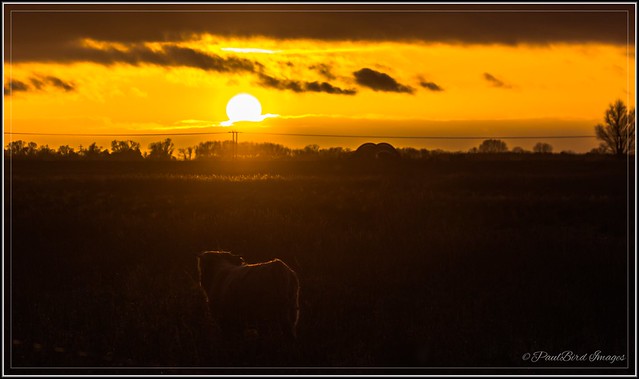 Little highland cow in the setting evening sun over the Fens.