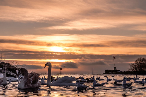 coantrim fujifilm xt2 water loughneagh sunset birds swan