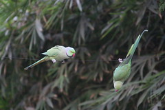 More Rose-Ringed Parakeets at Indian Institute of Management Ahmedabad (Gujarat, India - November 2017)