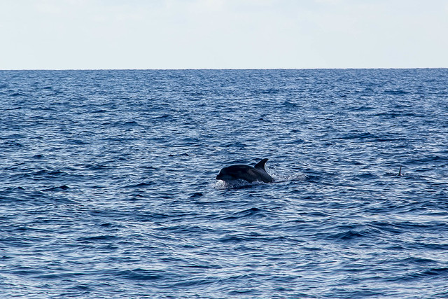 Dolphins (IMG_4869)