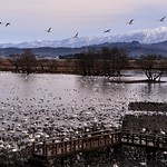 ✪瓢湖の白鳥 3,818羽越冬中 -新潟県阿賀野市-