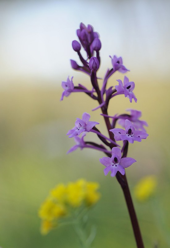 20170410-131F | Vierpunkt-Knabenkraut (Orchis quadripunctata) am Monte Calvo bei San Giovanni Rotondo. Apulien, 10.04.2017
