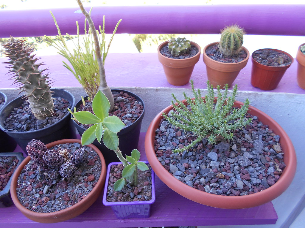 Haworthia, Monadenium, Euphorbia, Pachypodium et Cactus