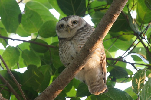 chambalsafari holiday owl owlet spottedowlet athenebrama noctuaindica bird uttarpradesh india
