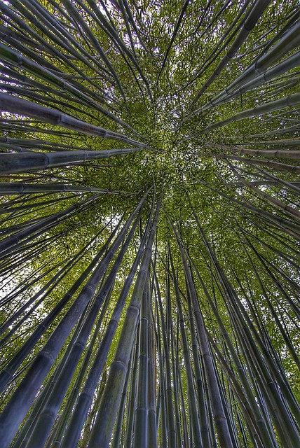Shot was taken up through a group of bamboo.