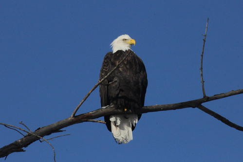 Eagles on the Cedar River | by bjcoving