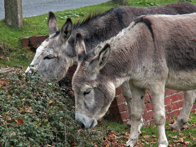 Donkeys New Forest