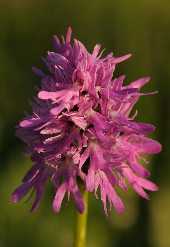 20170411-012F | Italienisches Knabenkraut (Orchis italica) bei Mattinata. Apulien, 11.04.2017