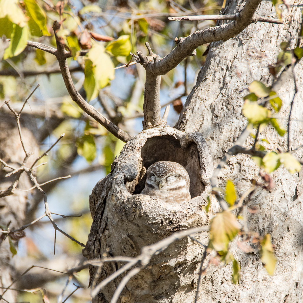 20171224-DSC_8981 | Brahmaanse steenuil, spotted owlet (Athe… | Flickr