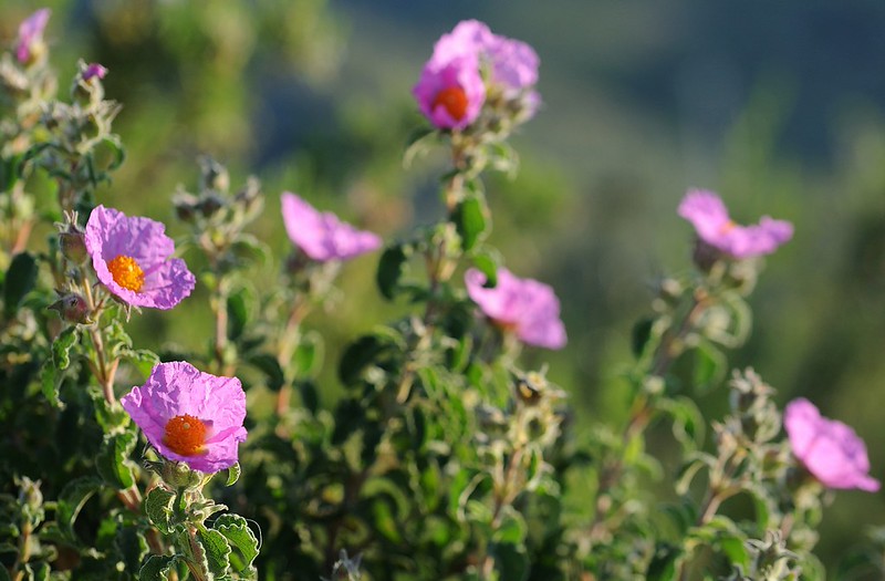 20170410-031F | Kretische Zistrose (Cistus creticus) bei Mattinata. Apulien, 10.04.2017