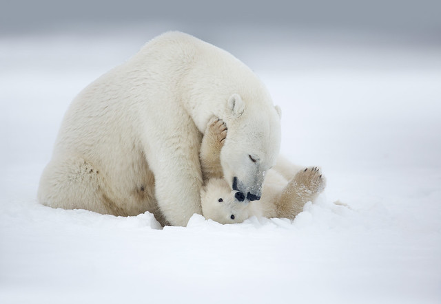 Alaska Polar Bear trip 2018