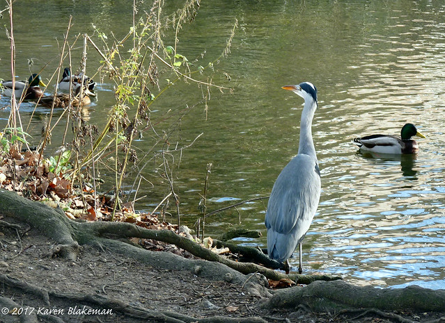 Yet another photo of a heron!