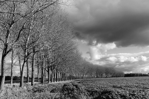 arbres belgique belgium blackwhite brabantflamand campagne champs ciel clouds countryside fields monochrome noiretblanc nuages ottenburg sky trees vlaamsbrabant