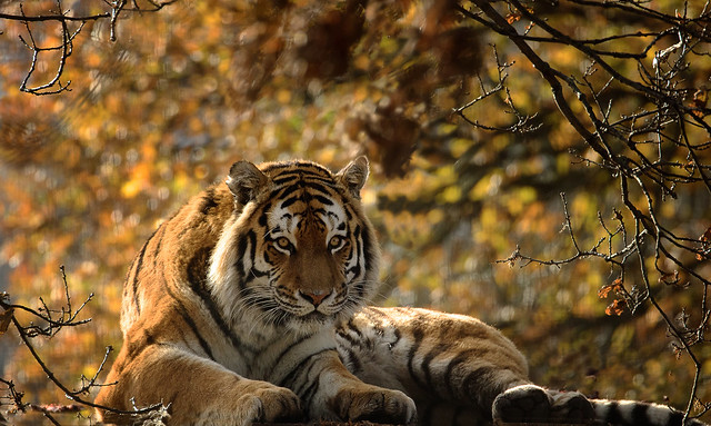 Autumnal tiger