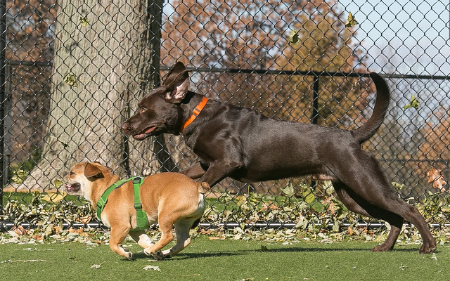 Dog Park Buddies - A romp in the park