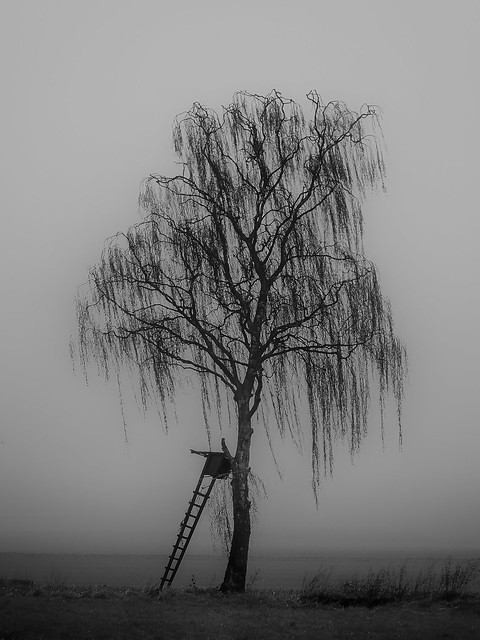 the sad tree