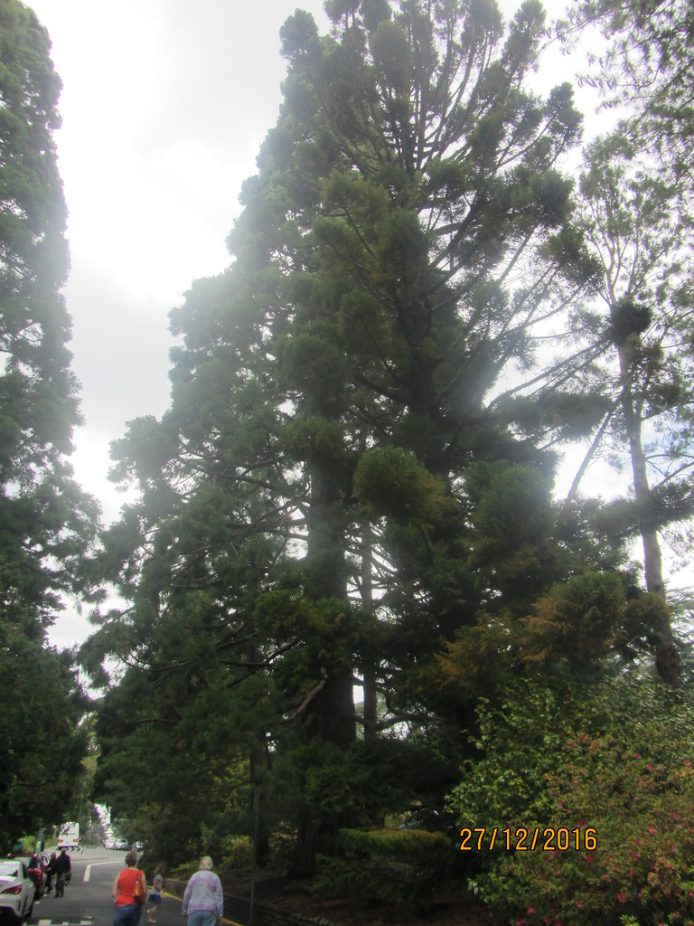 Sequoya Royal Hobart Botanical Gardens