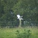 Flickr photo 'Circus cyaneus. Hen Harrier' by: gailhampshire.