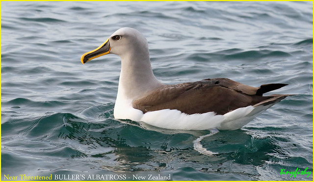 (World Species #1178c) Near Threatened BULLER'S ALBATROSS - [ Albatross Encounter, Kaikoura, New Zealand ]