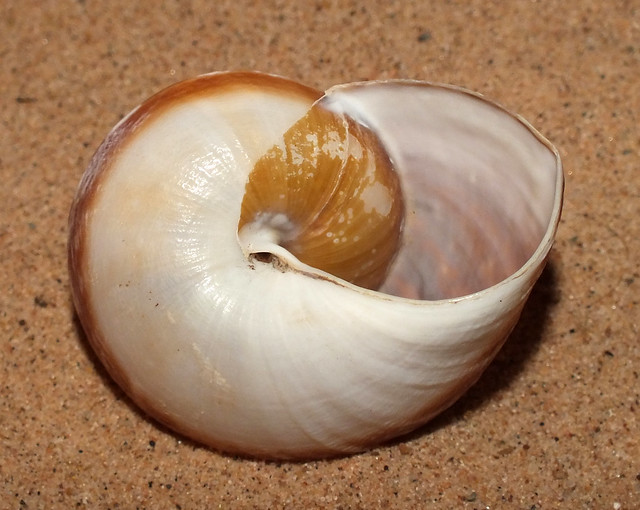 Land snail (Lamarckiella zeus) under side