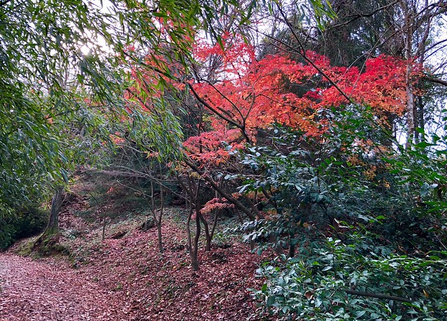 Turkey (Istanbul) Autumn colours at Ataturk Arboretum