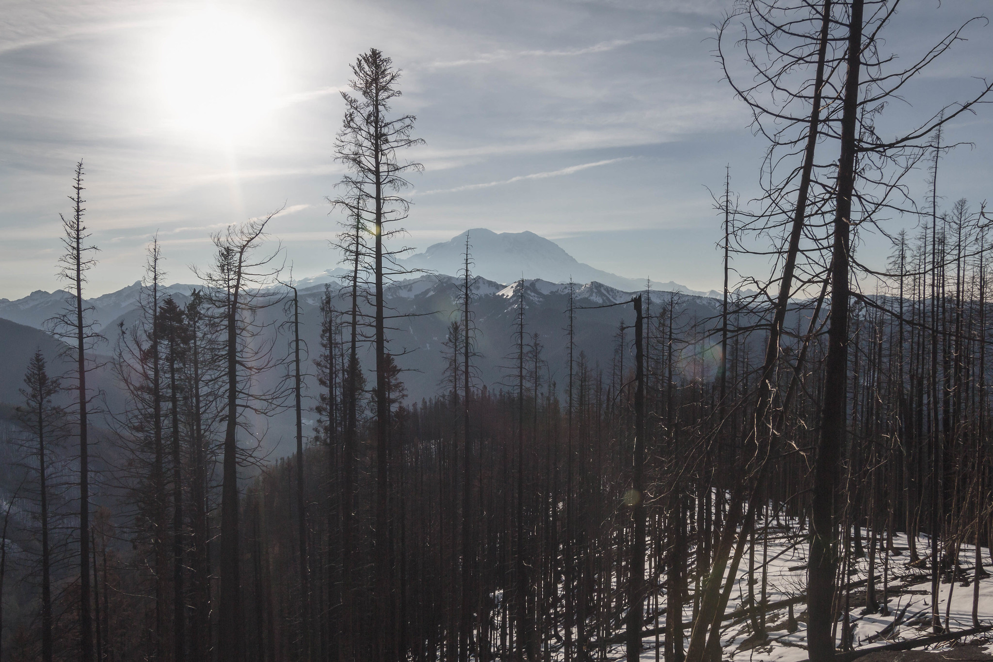 Mount Rainier behind burned trees