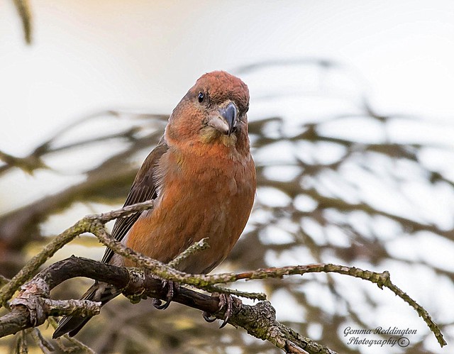 male parrot crossbill close up