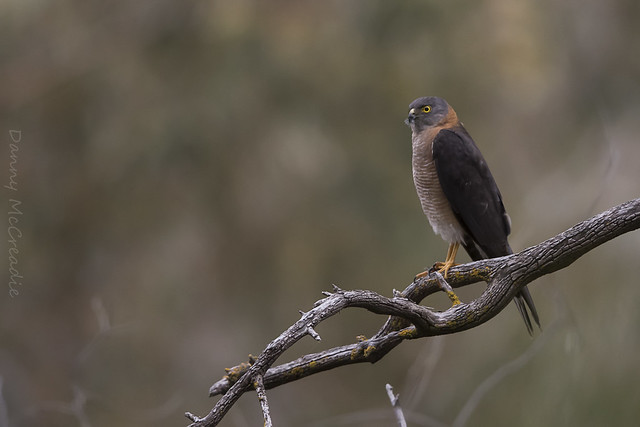 Adult Collared Sparrowhawk, Black Hill Conservation Park, SA