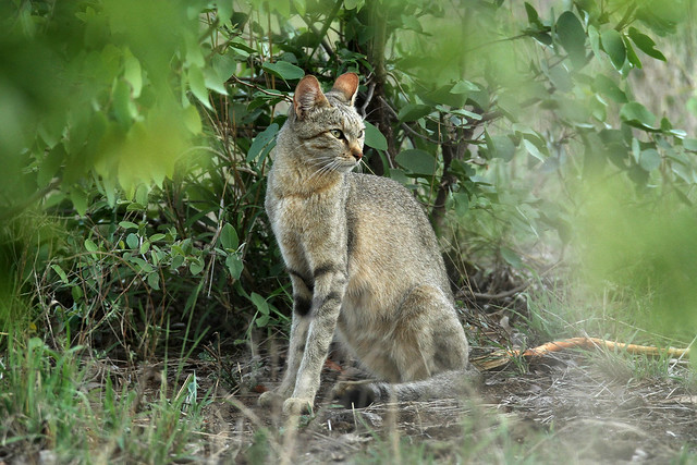 Felis lybica cafra ♀ (Southern African Wildcat) - South Africa