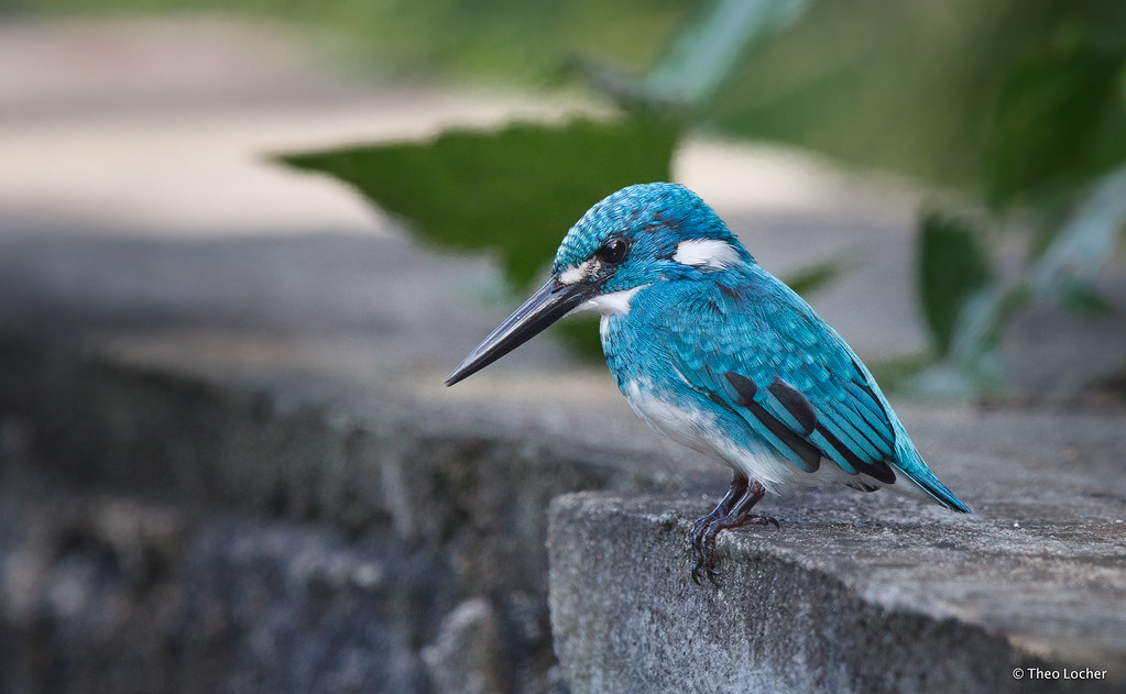 Small Blue Kingfisher - Cerulean Kingfisher - Alcedo coeru… | Flickr
