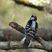 Flickr photo 'Downy Woodpecker (Picoides pubescens)' by: Mary Keim.