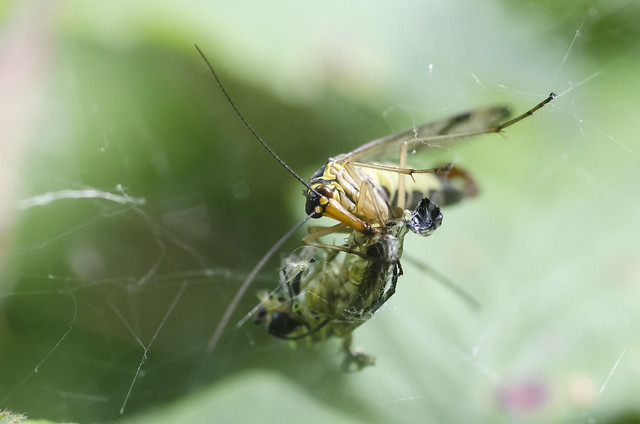 Scorpion fly (panorpa communis) 02