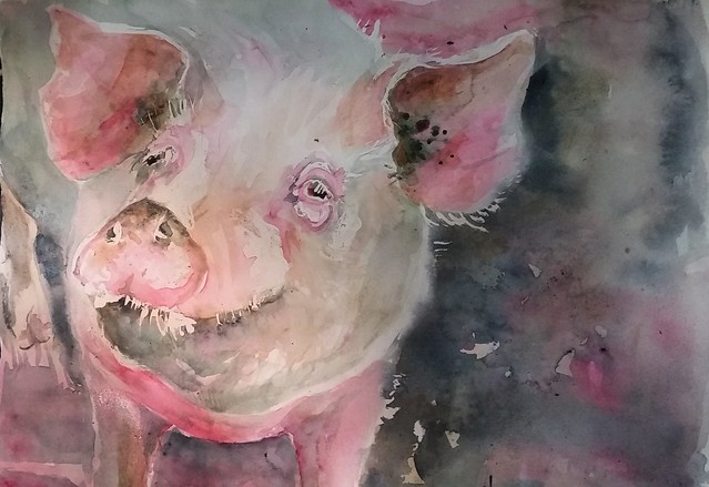 Sketching pigs