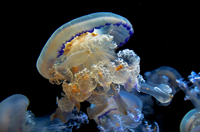 Jellyfish Explosive Take-Off