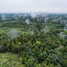 Aerial view of oil palm plantation