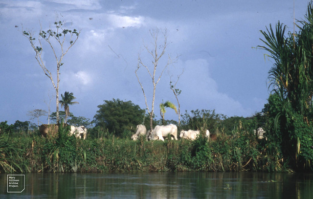 Tortuguero cattle humios and dewlaps