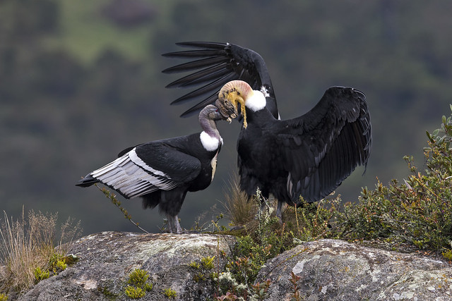 Andean Condors Courting (Vultur gryphus)