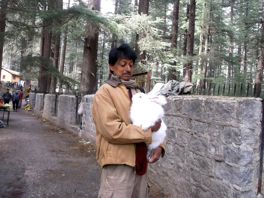 Manali Rabit HadimbaTemple Manali-034 | Big Rabit in Manali | Soubhagya Laxmi | Flickr