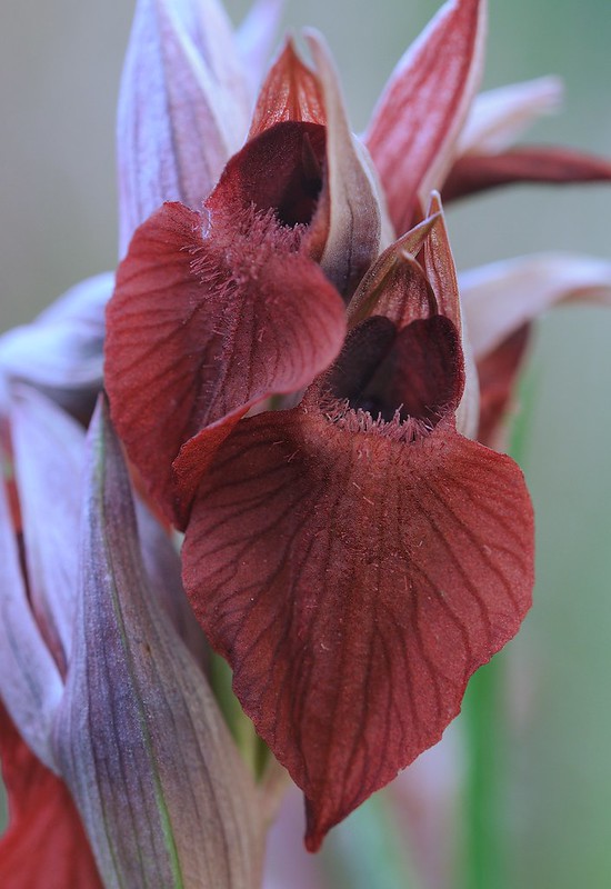 20170418-243F | Herz-Zungenstendel (Serapias cordigera) bei Grottaglie. Apulien, 18.04.2017