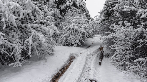 2018 bulgaria montana forest park path pinetrees road season seasonal snow snowcovered snowywinter trail trees walk winter winterday winterforest winterroad wintertrack