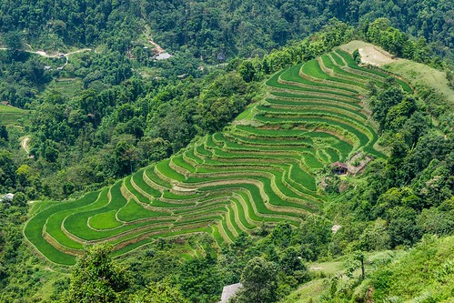 vietnam22 terasa rýže pole krajina vietnam dosvěta hàgiang vn