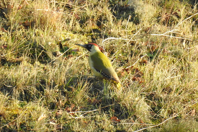 Green Woodpecker.