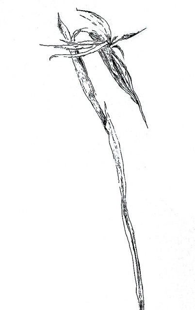 काग़ज़ पर पेन्सिल स्याही के पानी के रंग का काला और सफेद लकड़ी का कोयला में फूलों के फूल चित्रों में से एक